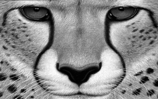 Picture rollover demo - cheetah to animation and back