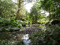 Japanese Water Garden