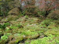 Sunken Garden in spring