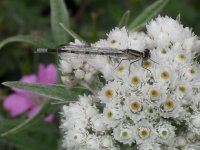  Damsel fly in garden