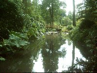 Reflections in a Japanese Water Garden